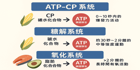 不同的運動強度會啟動身體不同的能量系統，這不僅影響你使用什麼燃料（糖還是脂肪），也會改變你的飲食策略與補給節奏。認識代謝途徑的差異，有助於你更精準安排訓練與飲食。