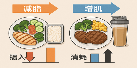 雖然「吃得健康」是共同目標，但減脂與增肌在熱量、營養素分配與補給節奏上，其實大不相同。若你不清楚該吃什麼、吃多少、什麼時候吃，就可能讓努力事倍功半。